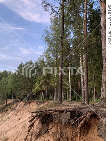birch forest above the cliff 131658190