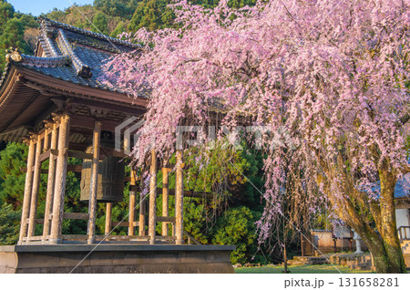 実相院（實相院）のシダレザクラ 131658281