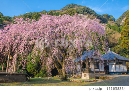 実相院（實相院）のシダレザクラ 131658284