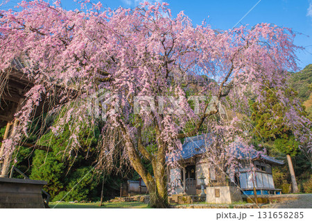 実相院（實相院）のシダレザクラ 131658285