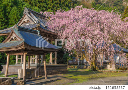 実相院(實相院)のシダレザクラ 実相院(實相院)のシダレザクラ 131658287