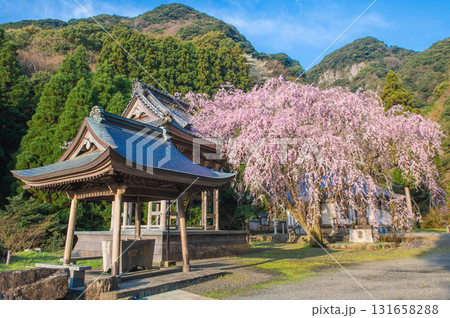 実相院(實相院)のシダレザクラ 実相院(實相院)のシダレザクラ 131658288