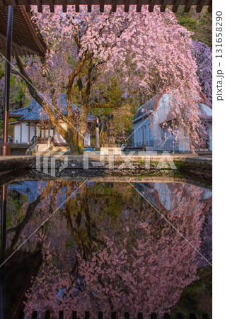 実相院(實相院)のシダレザクラ 実相院(實相院)のシダレザクラ 131658290