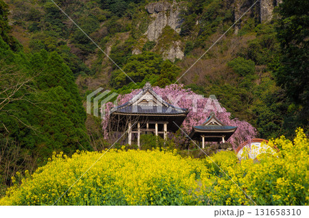実相院(實相院)の菜の花とシダレザクラ 実相院(實相院)の菜の花とシダレザクラ 131658310