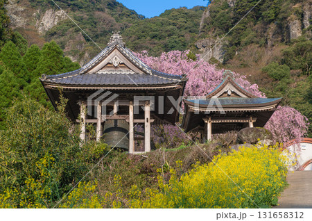 実相院（實相院）の菜の花とシダレザクラ 131658312