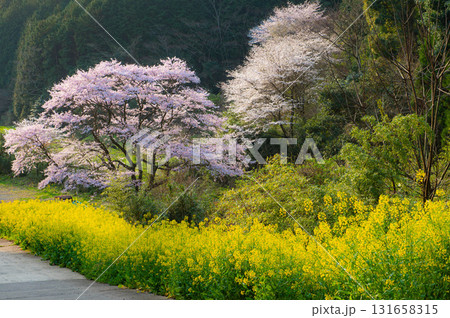 実相院(實相院)の菜の花とサクラ 実相院(實相院)の菜の花とサクラ 131658315