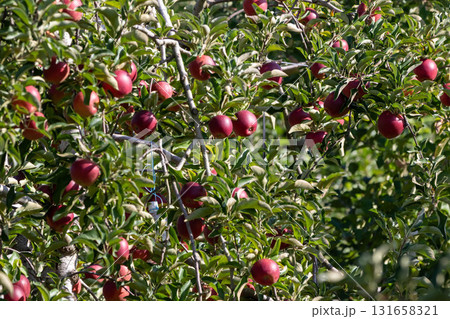 収穫期を迎えたりんご園 131658321