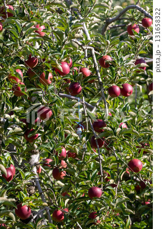 収穫期を迎えたりんご園 収穫期を迎えたりんご園 131658322