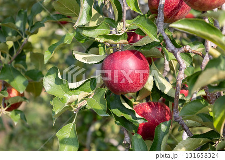 収穫期を迎えたりんご園 131658324
