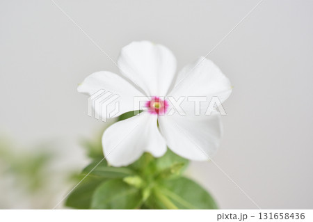 日々草 日々草 131658436