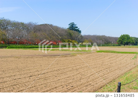 埼玉県幸手市権現堂公園周辺2025年10月 131658485