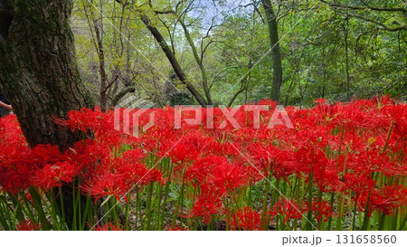 巾着田のヒガンバナ 131658560