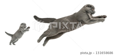An adult Scottish Fold cat leaps gracefully alongside its playful kitten in a bright and clear environment, showcasing their agility and joyful interaction in a moment of fun. 131658686