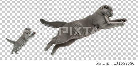 An adult Scottish Fold cat leaps gracefully alongside its playful kitten in a bright and clear environment, showcasing their agility and joyful interaction in a moment of fun. 131658686