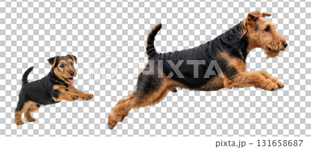 An adult Welsh Terrier and a playful puppy are captured in mid-jump, showcasing their energy and bond. Both dogs are isolated on a white background, highlighting their features and movement. 131658687