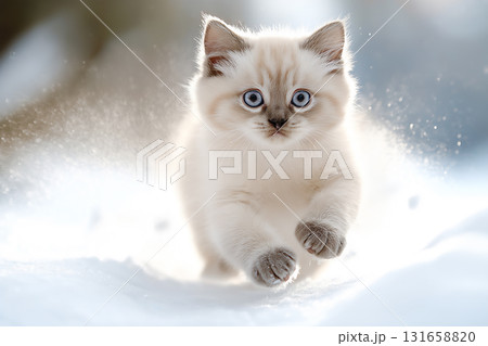 Adorable Ragdoll kitten with blue eyes playing in fluffy snow during winter. Adorable Ragdoll kitten with blue eyes playing in fluffy snow during winter. 131658820