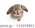 Cute bunny with fluffy ears and adorable expression in a nature setting 131658861