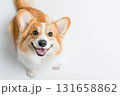 Corgi dog with a happy smile, cute and playful canine, adorable pet portrait 131658862