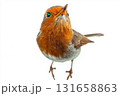 Robin bird with vibrant feathers perched in nature with beak and wings in a colorful setting. 131658863