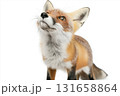 Captivating image of a fox exhibiting charming wildlife behavior and fur detail 131658864