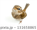 Bird wildlife sparrow in nature, avian feathers in flight, perched on branch with small songbird. 131658865