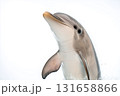 Dolphin swimming in the ocean with marine wildlife under clear blue water 131658866