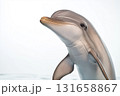 Dolphin swimming in the ocean, showcasing beautiful aquatic marine wildlife and nature 131658867