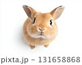 Cute fluffy rabbit with adorable ears and whiskers, perfect for a pet photo 131658868