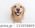 Smiling Golden Retriever Dog: Cute, Adorable, Fluffy, Friendly, Happy Animal Portrait 131658869