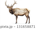 Majestic elk with antlers standing in the forest, a symbol of nature and wildlife 131658871