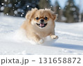 Cute Pekingese dog enjoying winter snow, running and playful outdoors 131658872