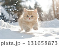Playful Persian kitten running in the snow, adorable fluffy pet in winter landscape 131658873