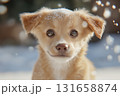 Cute chihuahua puppy enjoying winter snow, adorable and furry pet in outdoor forest 131658874