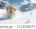GoldenRetriever puppy playing in snow among mountains, fluffy and playful winter outdoor scene 131658875