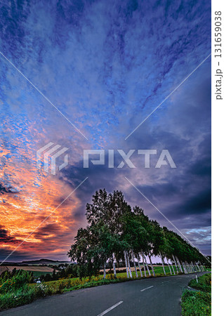 美瑛の丘を染める夕空と白樺並木 131659038