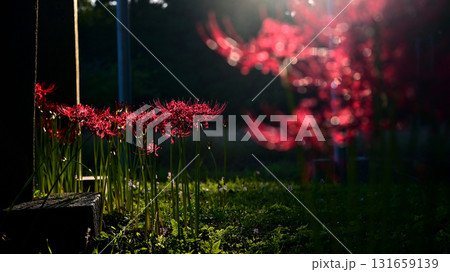 彼岸花の花畑 131659139