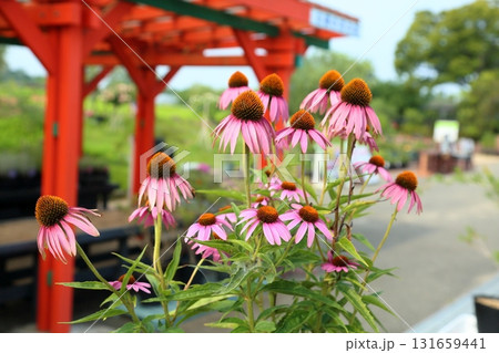 エキナセアの花 エキナセアの花 131659441