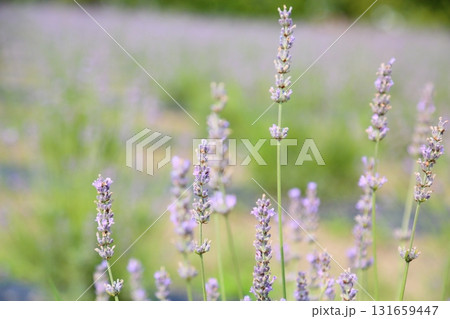 爽やか ラベンダーの花 爽やか ラベンダーの花 131659447