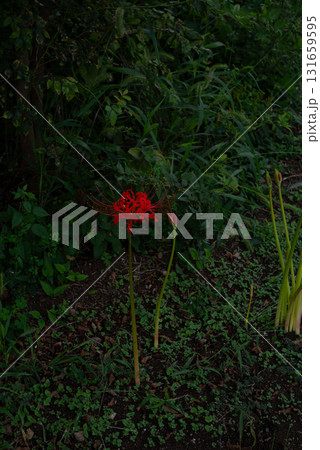 赤い彼岸花のある風景【秋】 131659595