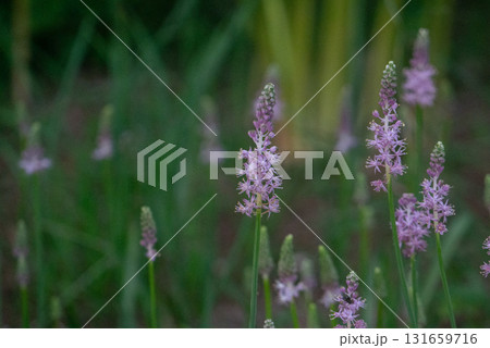 薄紫色のツルボが咲く風景【夏】【秋】 131659716