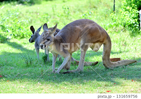アカカンガルー 131659756