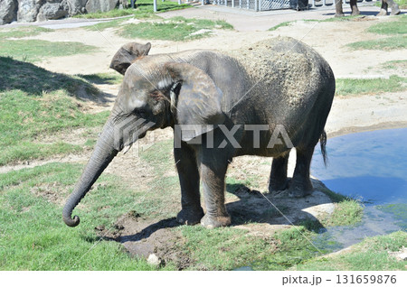 泥遊び中のアフリカゾウ 131659876