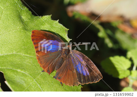 ムラサキツバメ(メス) ムラサキツバメ(メス) 131659902