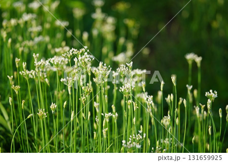 朝陽に輝くニラの花 131659925