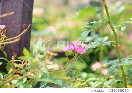 バラの花　モーツアルト 131660030