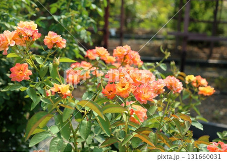 バラの花　スブニールドゥアンネフランク 131660031