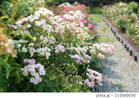 バラの花 バレリーナ バラの花 バレリーナ 131660036