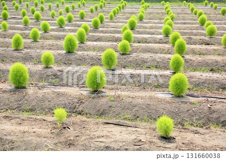 可愛い　コキアの畑 131660038