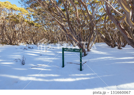 Mt St Phillack in Baw Baw Shire Australia 131660067