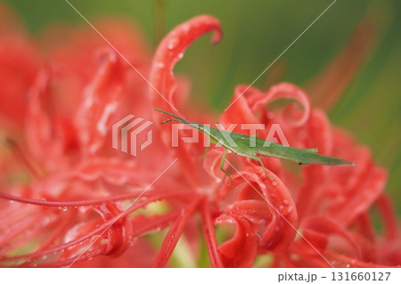 彼岸花とバッタ 131660127